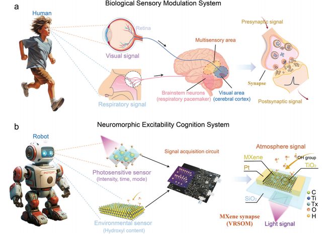 大连理工江诚鸣、毕胜等《AM》：生物启发的多模态人工视觉-呼吸突触(图2)