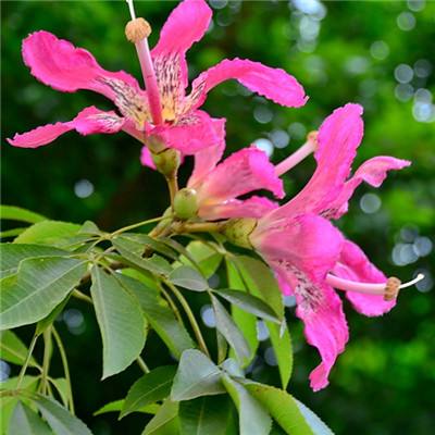 东方心经今期资料(图1)