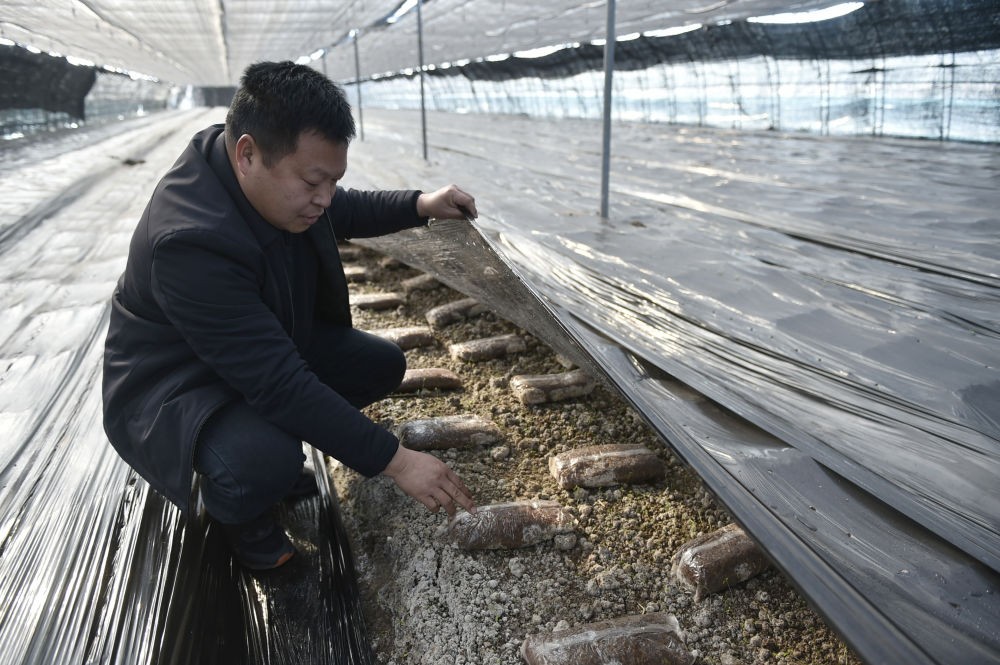 农业科技兴乡村生活美——“高质量发展调研行”聚焦全面推进乡村振兴(图7)