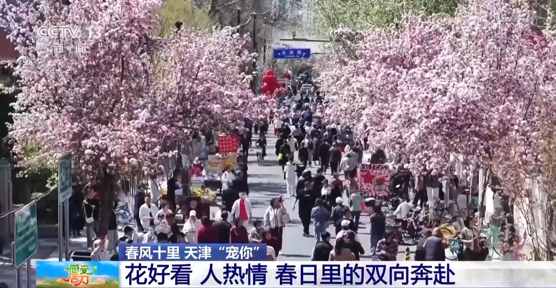 海棠花开了跟主播一起感受被天津“捧在手心里宠”(图3)