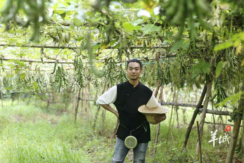唐羽：种狗仔豆的年轻人｜南粤最美职工①(图1)