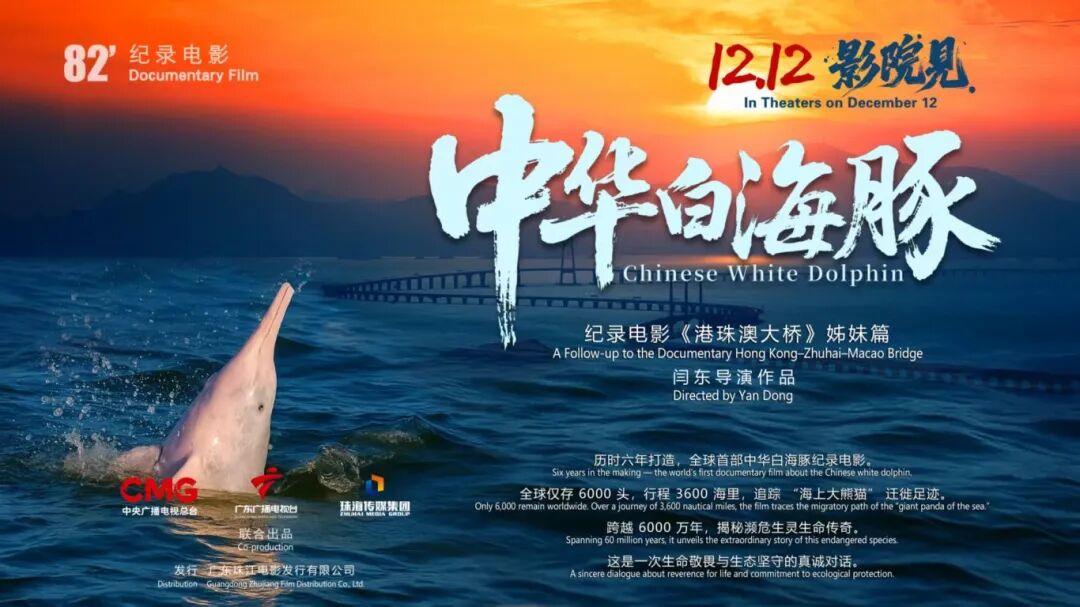 与粤港澳“海洋精灵”相遇《中华白海豚》12月12日上映不止于海的生命叙事(图1)