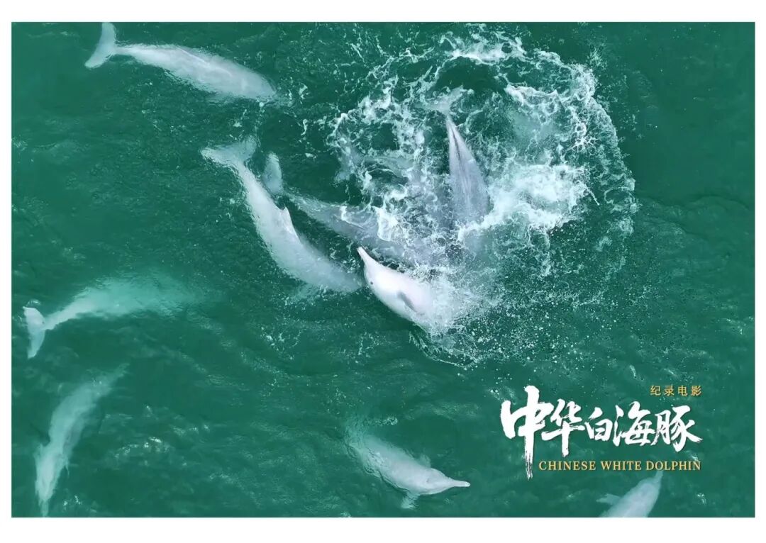 与粤港澳“海洋精灵”相遇《中华白海豚》12月12日上映不止于海的生命叙事(图7)